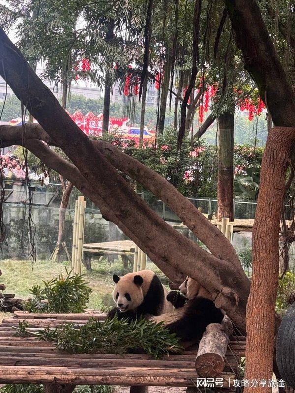 3377体育平台甚么时分去重庆旅游最好 重庆七日游打卡景点+线路+用度-纯干